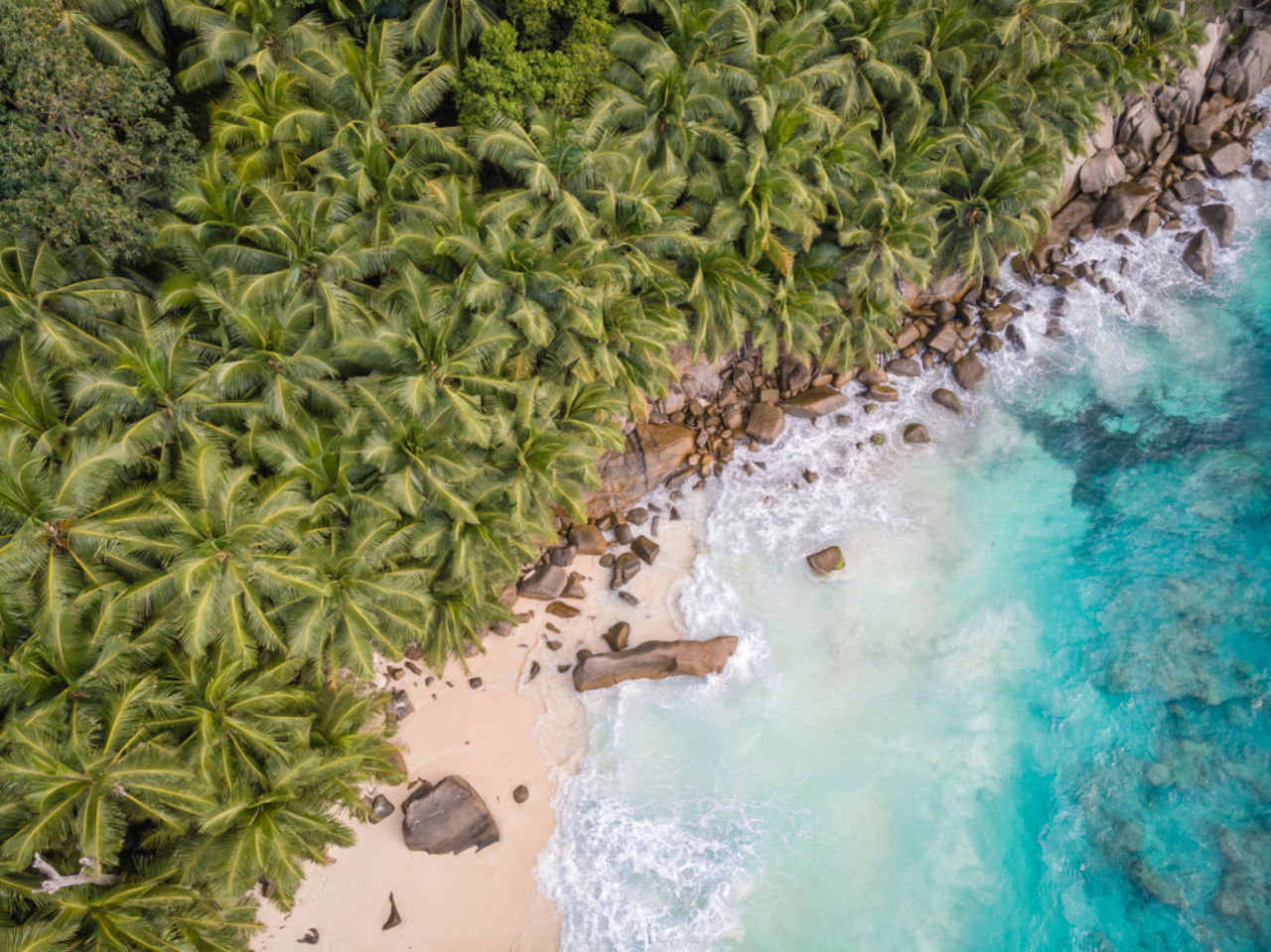 seychellen strand mit palmen